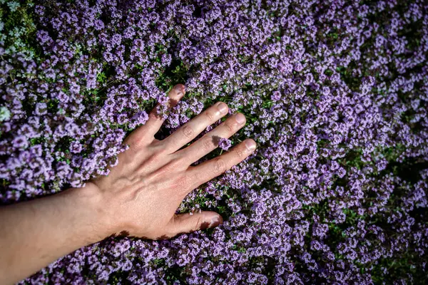 stock image Man touches fresh aromatic Thymus vulgaris plant, hand closeup, growing in garden. Medicinal herbs