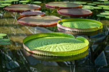 Tropik Victoria Amazonica serası. Dev su nilüferleri ve su bitkileriyle dolu bir su havuzu..