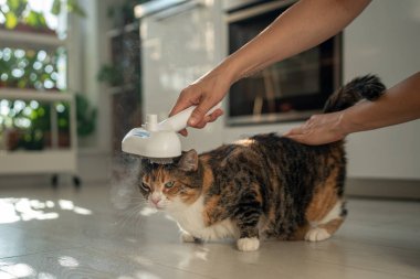 Pet owner using electric spray massage comb for disgruntled cat during seasonal shedding, steam brush to remove tangles and flyaway hairs, effectively avoid static electricity. Vapour comb, grooming.  clipart