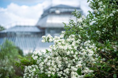 White flowers Philadelphus coronarius in botanical garden in summer, greenhouse on background, soft focus. Scented ornamental English dogwood or European pipe shrub, known as sweet mock orange.  clipart