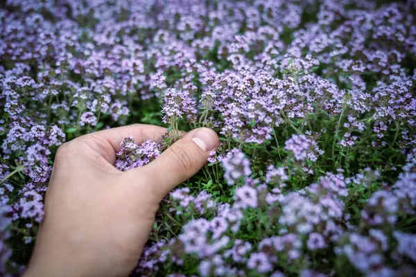 stock image Man touches fresh aromatic Thymus vulgaris plant, hand closeup, growing in garden. Medicinal herbs