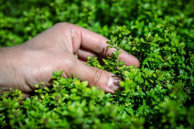 Man touches and picking up green fresh aromatic lemon Thyme plant - Thymus Citriodorus, hand closeup. Thymus vulgaris herb growing in garden clipart