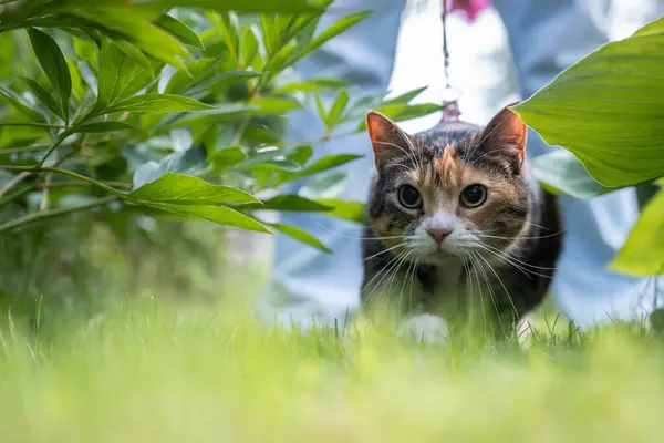 stock image Muzzle of cat in green foliage, vegetation indulging in hunting natural instincts. Serious pet hiding, behaving quietly not to scare off potential victim, take by surprise during an attack.