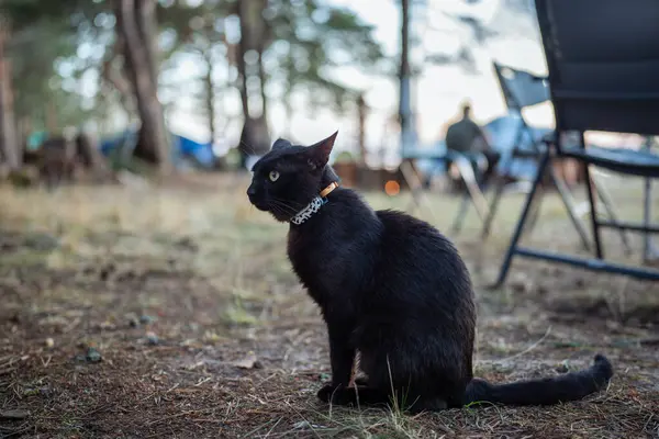 stock image Black cat with gps tracker on collar while vacation with owners with camping tents in woods, GPS tracking for pets with smartphone tracking capability that like to hunt or disappear, take long walks. 