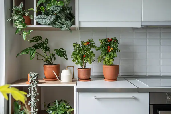 stock image Homegrown small bush of balcony cherry red tomato in clay pot growing with houseplants Scindapsus, Epipremnum at kitchen at home. Indoor farming and gardening. Dwarf potted tomatoes plant in apartment