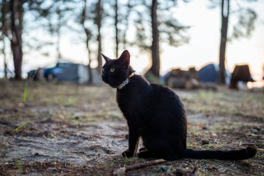 Tracking device in form of necklace for pets on independent alone walk outdoors. Kitten walking, wandering around with collar around neck, allowing owners to monitor movements of animal with phone app clipart