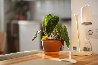 Ornamental Philodendron Splendid plant with hear sheped green velvet leaves in flower pot at desk at home, sunlight, soft focus. Araceae. Home gardening concept clipart