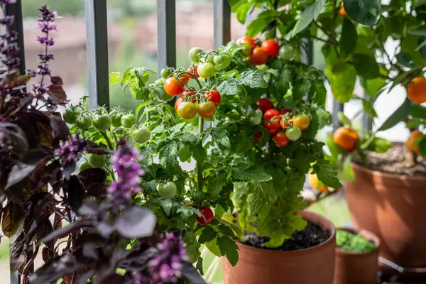 stock image Homegrown small bush of balcony cherry red tomato, basil, tangerine citrus in pots growing on french balcony at home, soft focus. Urban gardening and farming. Dwarf potted tomatoes plant in apartment