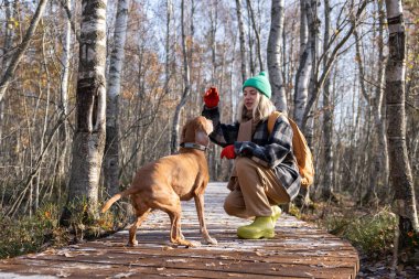 Gülümseyen kadın köpeği eğitir, emirler verir, sonbahar ormanlarında yürürken atıştırmalıklarla ödüllendirir. Dişi köpek bakıcısı davranışları öğretir, açık hava eğitimi sırasında komutlar verir, hayvanlara itaat, güven.