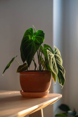 Closeup of Philodendron Splendid plant with hear sheped green velvet leaves in flower pot at home. Araceae. Home gardening concept clipart