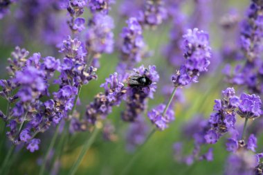 Bumblebee 'nin polen saçan lavanta çalısı, bulanık arka planda rüzgarda ani dalgalanmalar. Çiçek tarlasında uçan yaban arısı, polen topluyor. Mor çiçekte oturan arı, vahşi yaşam, bitki örtüsü, fauna