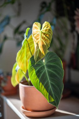 Closeup of Philodendron Splendid plant with hear shaped green velvet leaves in flower pot at home, soft focus, sunlight. Araceae. Home gardening concept clipart