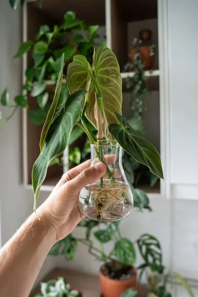 stock image Hand holding glass jar with sprouts of Philodendron melanochrysum cuttings with roots, home interior with houseplants on background. Plant propagation by stem in water. Indoor gardening