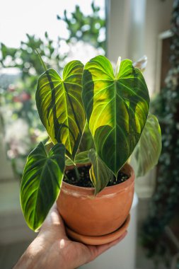 Hand Philodendron Splendid plant with hear sheped green velvet leaves in flower pot at home, closeup. Hobbies, indoor gardening concept.  clipart