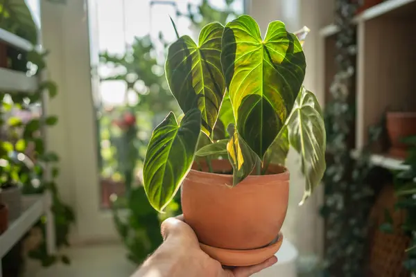 stock image Hand Philodendron Splendid plant with hear sheped green velvet leaves in flower pot at home, closeup. Hobbies, indoor gardening concept. 