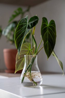 Sprouts of trendy Philodendron Splendid plant in glass vase, ready to be transplanted into the soil, closeup. Simple propagation Araceae houseplants by stems in water. Home gardening concept clipart