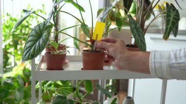 İnsan, kapalı alandaki bitkileri mantar sineklerinden korumak için sarı bir tuzak kurar. Sciaridae böcek böcekleri için zehirli olmayan sineklik. Ev bahçesindeki Alocasia bitki örtüsü. Eko bitkileri kapalı alanda haşere kontrolü. 