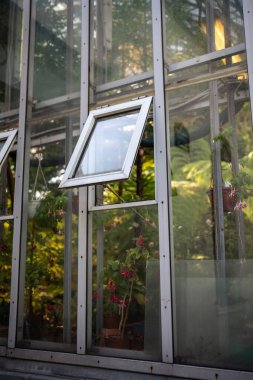 Open windows vents in greenhouse for ventilation with tropical plants and flowers. Caring for rare plants, maintaining microclimate, optimal growing conditions, cultivation in hothouse clipart