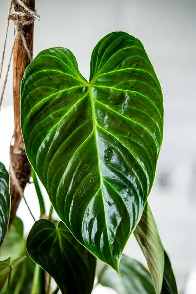 stock image Closeup of Philodendron Splendid plant with wet hear shaped green velvet leaves, stem is tied with jute rope to stick. Foliage pattern. Home gardening concept