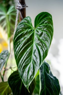 Philodendron Splendid bitkisine yakın, ıslak işitme şeklindeki yeşil kadife yapraklı, sapı jüt halatla bağlanmış. Yaprak deseni. Ev bahçesi konsepti