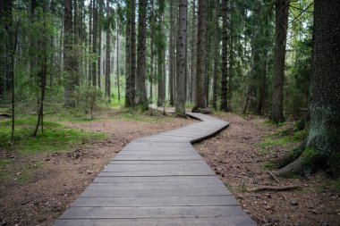 Karelia 'daki koyu kozalaklı ladin ormanının içinden ulusal parktaki ahşap patika, alt manzara. Korunan ortamda doğal ekolojik izler. Doğa yürüyüşü. 