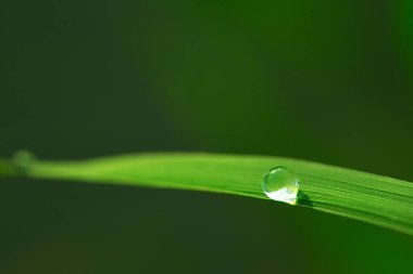 Park yeri arkaplan fotoğrafı