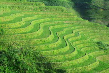 Park yeri arkaplan fotoğrafı