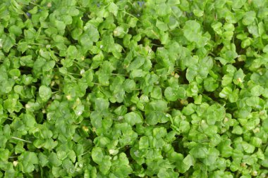 Basit arkaplan fotoğrafı filizlenir