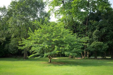 Çimenlikteki ağaç