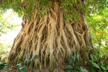 Çince kapı arkaplan fotoğrafı