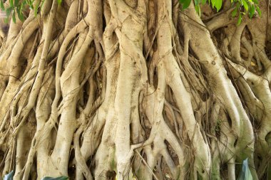 Çince kapı arkaplan fotoğrafı