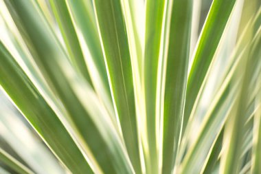 Çince kapı arkaplan fotoğrafı