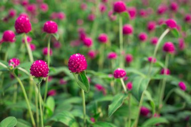 Çince kapı arkaplan fotoğrafı