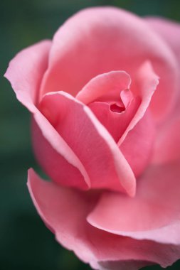 Kırmızı renkler kırmızı makro fotoğraf