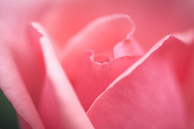 Kırmızı renkler kırmızı makro fotoğraf