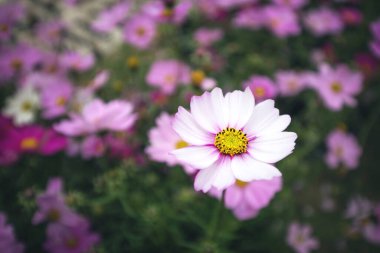 Basit arkaplan fotoğrafı filizlenir