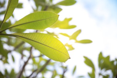 Güneşli taze bir yaprak.