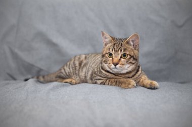 Kanepedeki küçük kedi