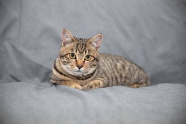 Kanepedeki küçük kedi