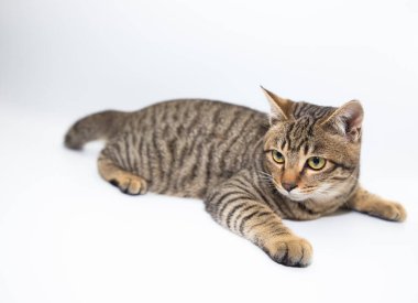 Beyaz arkaplanı olan küçük bir kedi