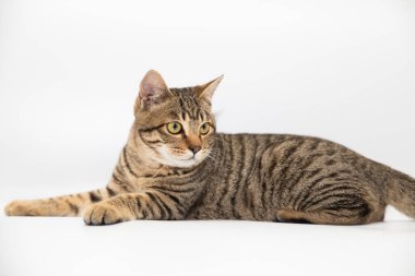 Beyaz arkaplanı olan küçük bir kedi