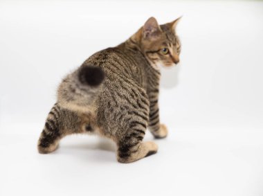 Beyaz arkaplanı olan küçük bir kedi