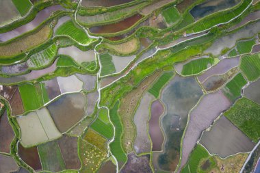 Guizhou porselenlerindeki teras tarlası.