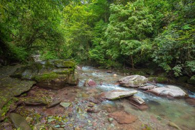 Guizhou Çin 'deki yamugou parkı.