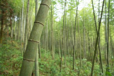 Basit düzlem arkaplanı penceresi
