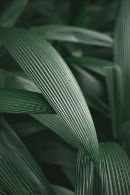 Yeşil renkli taze yaprak arkaplanı