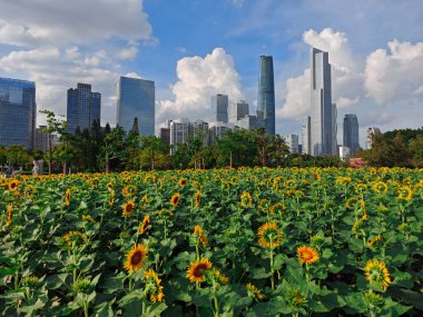 Guangzhou Çin 'de modern binalı ayçiçekleri.