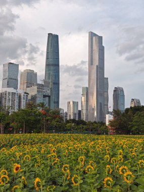 Guangzhou Çin 'de modern binalı ayçiçekleri.