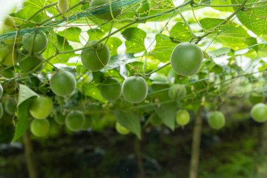 Guangxi Çin 'deki Luo han guo tarlaları..