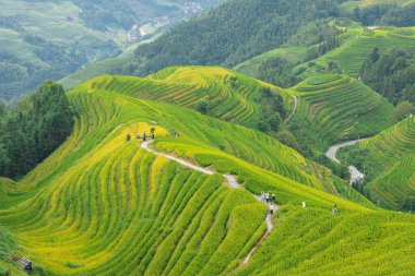 Longsheng Guilin Çin 'deki teras.